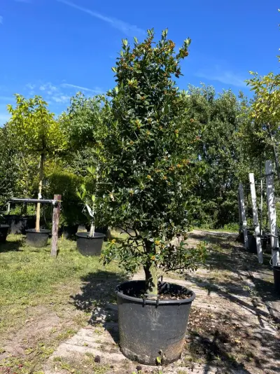 Hulst, Ilex 'Limsi', solitair, wintergroen, ca. 200-225 cm hoog – kavel bij Onlineveilingmeester, Ederveen