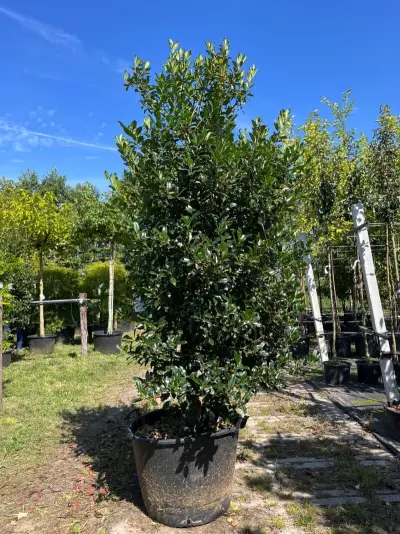Hulst, Ilex 'Limsi', solitair, wintergroen, ca. 200-225 cm hoog – kavel bij Onlineveilingmeester, Ederveen