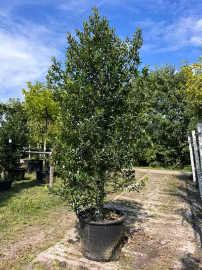 3x Hulst, Ilex 'Limsi', solitair, wintergroen, ca. 200-225 cm hoog – kavel bij Onlineveilingmeester, Ederveen