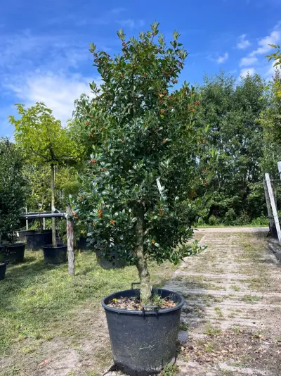2x Hulst, Ilex 'Limsi', solitair, wintergroen, ca. 200-225 cm hoog – kavel bij Onlineveilingmeester, Ederveen