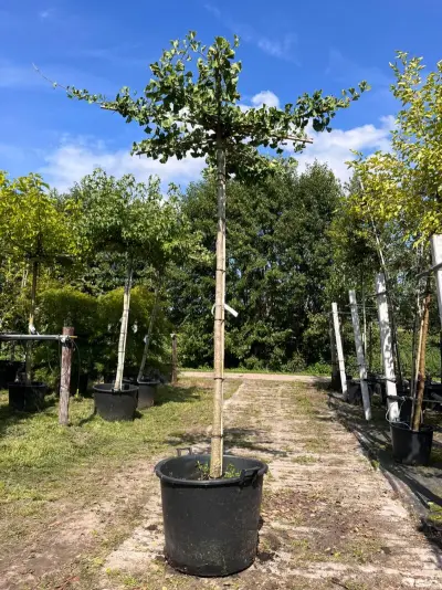 2x Japanse notenboom, Ginkgo Biloba, dakboom, gele herfstkleur, ca. 220 cm stamhoogte – kavel bij Onlineveilingmeester, Ederveen