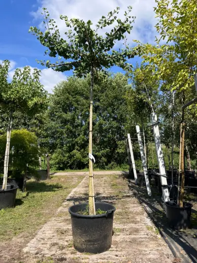 2x Japanse notenboom, Ginkgo Biloba, dakboom, gele herfstkleur, ca. 220 cm stamhoogte – kavel bij Onlineveilingmeester, Ederveen