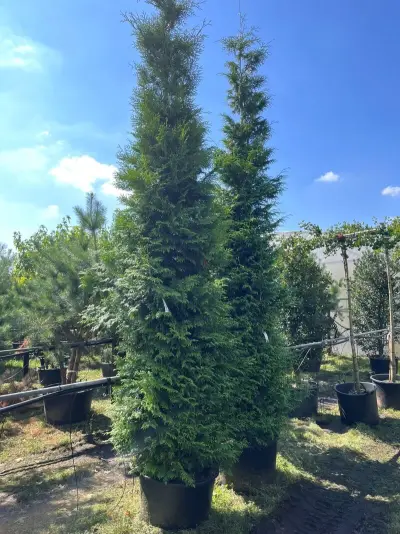 2x Conifeer, Thuja 'Gelderland', haagplant, wintergroen, ca. 400-450 cm hoog – kavel bij Onlineveilingmeester, Ederveen