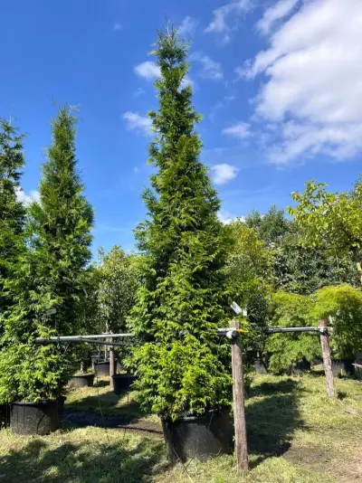 Conifeer, Thuja 'Gelderland', haagplant, wintergroen, ca. 400-450 cm hoog – kavel bij Onlineveilingmeester, Ederveen