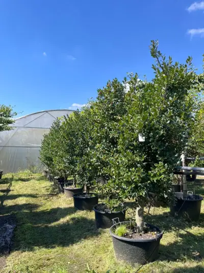 9x Hulst, Ilex Aquifolium, haagplant, wintergroen, ca. 200-225 cm hoog – kavel bij Onlineveilingmeester, Ederveen