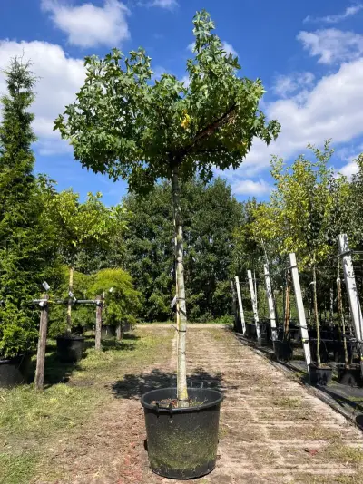 Amberboom, Liquidambar 'Worplesdon', dakboom, herfstverkleuring, ca. 220 cm stamhoogte – kavel bij Onlineveilingmeester, Ederveen