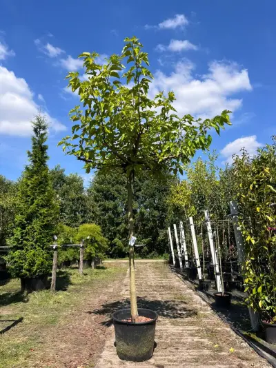 Witte moerbei, Morus 'Fruitless', dakboom, ca. 220 cm stamhoogte – kavel bij Onlineveilingmeester, Ederveen