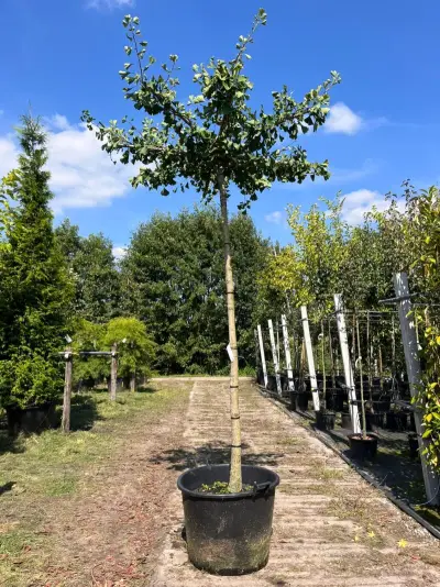 5x Japanse notenboom, Ginkgo Biloba, dakboom, gele herfstkleur, ca. 220 cm stamhoogte – kavel bij Onlineveilingmeester, Ederveen