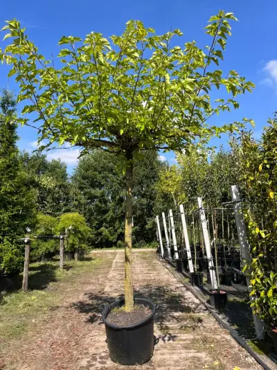 2x Witte moerbei, Morus 'Fruitless', dakboom, ca. 200 cm stamhoogte – kavel bij Onlineveilingmeester, Ederveen