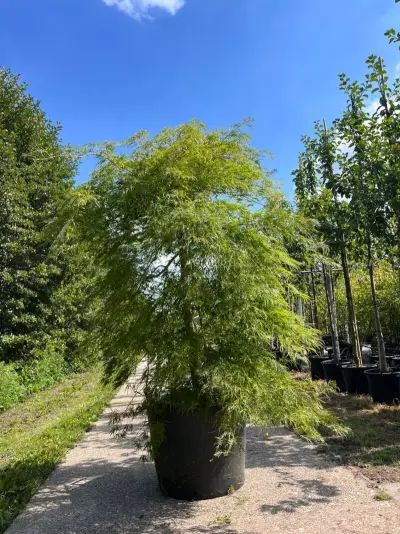 Japanse esdoorn, Acer 'Dissectum', prieelboom, ca. 150-175 cm hoog – kavel bij Onlineveilingmeester, Ederveen
