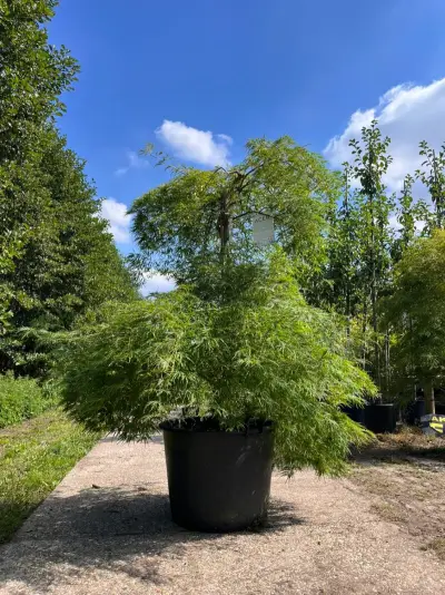Japanse esdoorn, Acer 'Dissectum', prieelboom, ca. 125-150 cm hoog – kavel bij Onlineveilingmeester, Ederveen