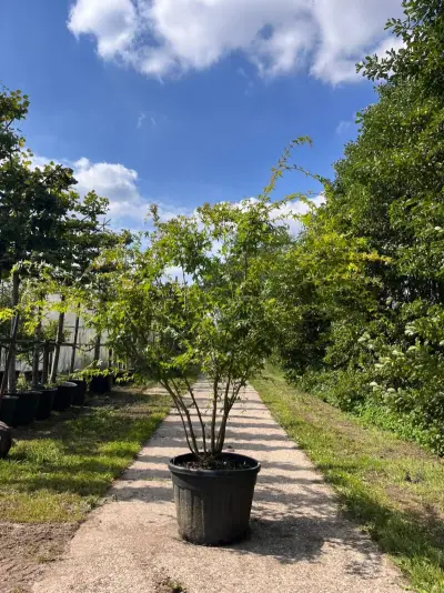 Japanse esdoorn, Acer Palmatum, meerstammig, rode herfstkleur, ca. 125-150 cm hoog – kavel bij Onlineveilingmeester, Ederveen