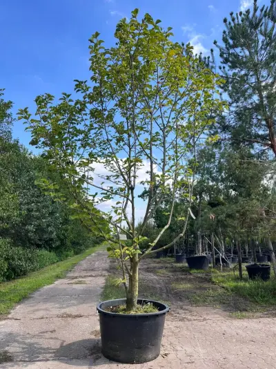 Beverboom, Magnolia 'Galaxy', meerstammig, roze bloei, ca. 350-400 cm hoog – kavel bij Onlineveilingmeester, Ederveen