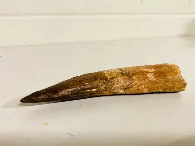 Spinosaurus tand (14 cm) – kavel bij Onlineveilingmeester, Gramsbergen