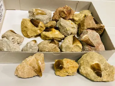 Ca. 17x Mosasaurus tanden in matrix – kavel bij Onlineveilingmeester, Gramsbergen