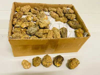 Ca. 200x Trilobieten – kavel bij Onlineveilingmeester, Gramsbergen