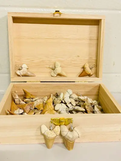 Ca. 50x Haaientand hangers – kavel bij Onlineveilingmeester, Gramsbergen