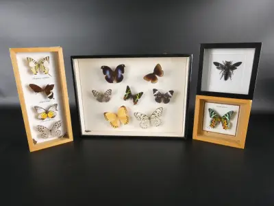 Verzameling van ingelijste vlinders en insecten in vitrinekaders – kavel bij De Kringwinkel, Heverlee