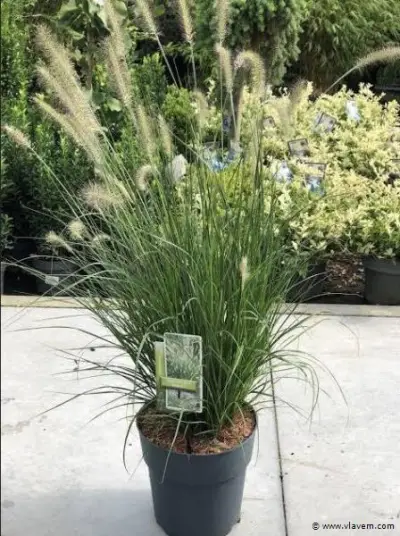 Pennisetum Alopecuroides, 18 stuks – kavel bij Vlavem