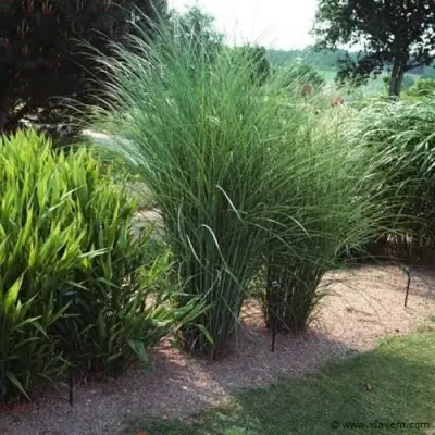 Miscanthus Sinensis Gracimillus, 18 stuks – kavel bij Vlavem