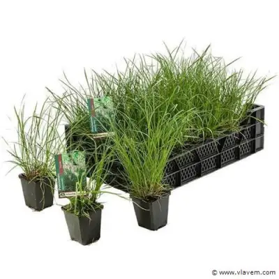 pennisetum Hameln, 24 stuks – kavel bij Vlavem