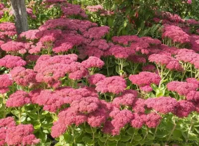 Sedum Herbstfreude, 24 stuks – kavel bij Vlavem