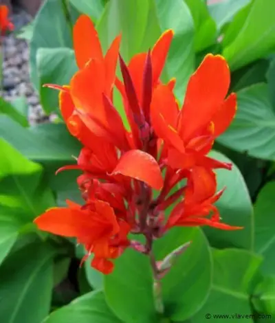 canna Indica, 24 stuks – kavel bij Vlavem