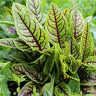 bloedzuring Rumex, 24 stuks – kavel bij Vlavem