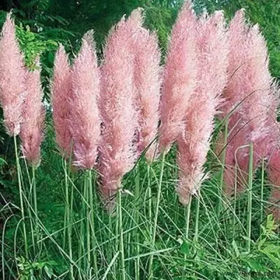 cortaderia selloana( pampasgras roze) 3 stuks – kavel bij Vlavem