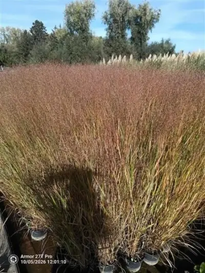 panicum virgatum rotstrahlbusch, 3 stuks – kavel bij Vlavem