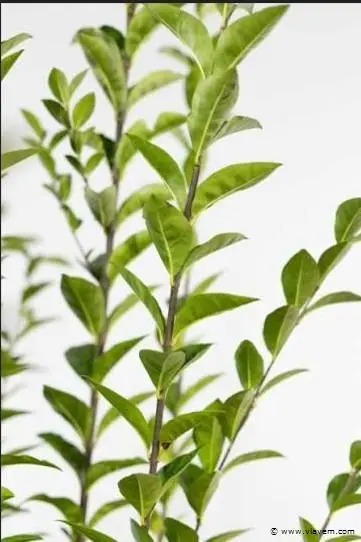 Haagplant Ligustrum Ovalifolium, 48 stuks – kavel bij Vlavem