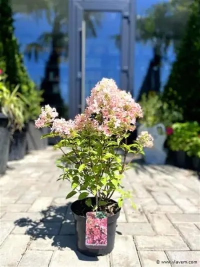 Hortensia "petite star", 6 stuks – kavel bij Vlavem