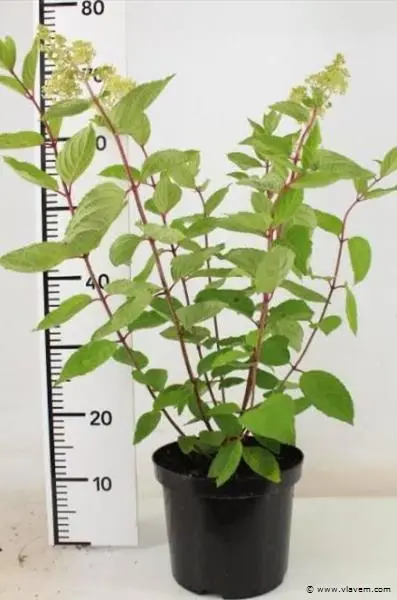 Hortensia "Grandiflora", 6 stuks – kavel bij Vlavem