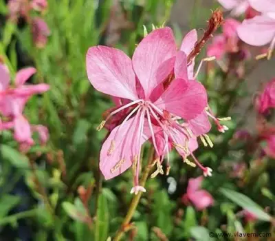 Gaura "compact pink", 72 stuks – kavel bij Vlavem