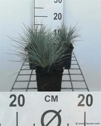 Festuca glauca, 72 stuks – kavel bij Vlavem
