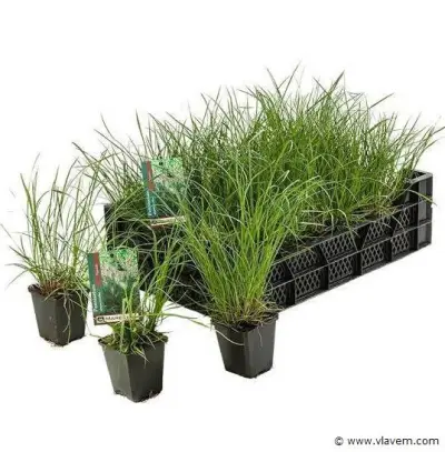 Pennisetum Alopecuroides, 72 stuks – kavel bij Vlavem