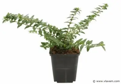 Lonicera Nitida "Maigruen", 72 stuks – kavel bij Vlavem