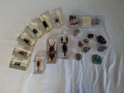 Insecten- en mineralencollectie – kavel bij De Kringwinkel, Oudenaarde