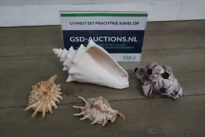 Set van diverse schelpen – kavel bij GSD Auctions, Zoeterwoude
