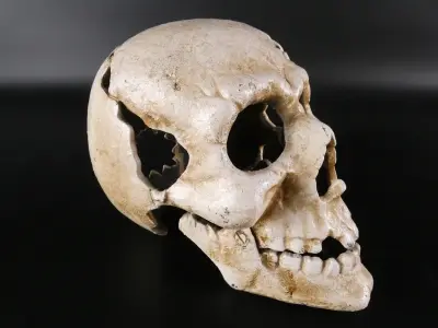 Decoratieve schedel van metaal – kavel bij De Kringwinkel, Heverlee