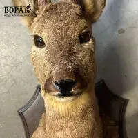 Taxidermie reebok – kavel bij BOPA Auctions, Oekene