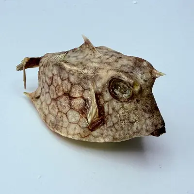 Taxidermy Japanse Blowfish - Doku Fugu – kavel bij Onlineveilingmeester