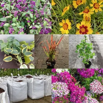 Bomen En Planten: Afhaling Westerlo – veiling bij Hammertime, Westerlo