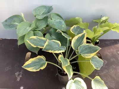 10 Hosta Mix – kavel bij Hammertime, Westerlo