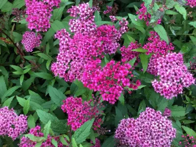 5 Spirea – kavel bij Hammertime, Westerlo
