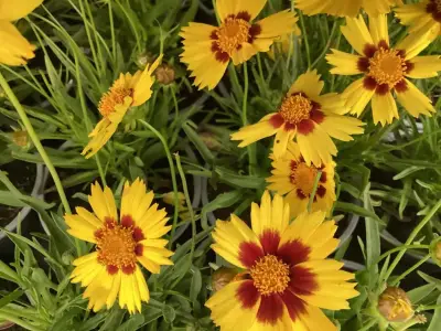 20 Coreopsis – kavel bij Hammertime, Westerlo