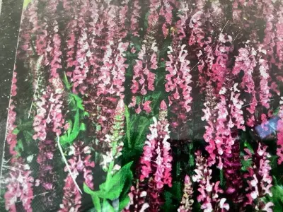 40 Angelonia – kavel bij Hammertime, Westerlo