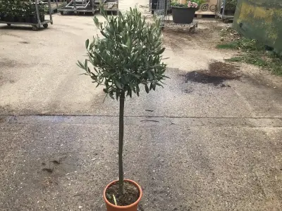 2 Olijfbomen – kavel bij Hammertime, Westerlo