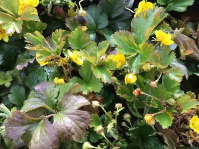 40 Waldsteinia – kavel bij Hammertime, Westerlo