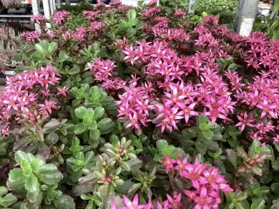 40 Sedum – kavel bij Hammertime, Westerlo